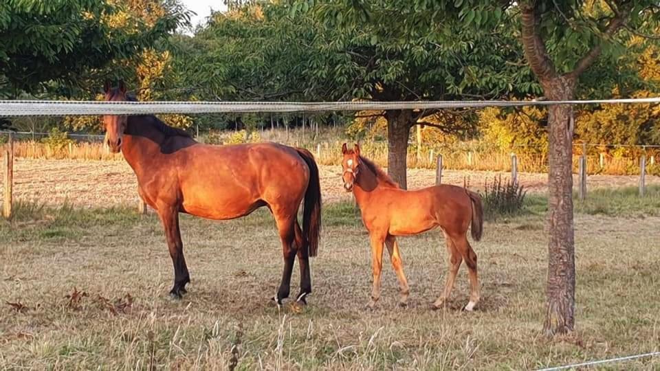 Vakantiewoning Henisdael Heers Esterno foto