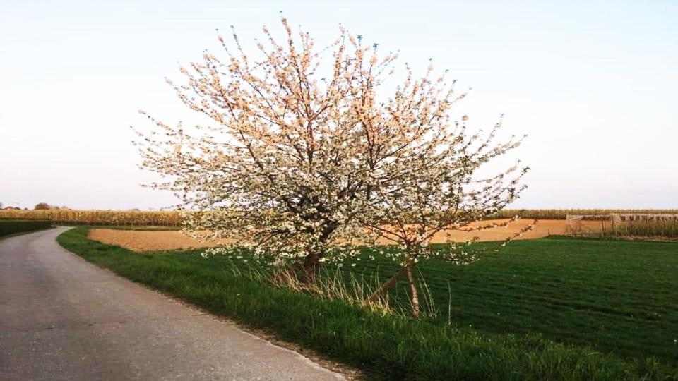 Vakantiewoning Henisdael Heers Esterno foto